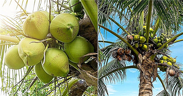 Är kokosnöt en frukt eller nötter?