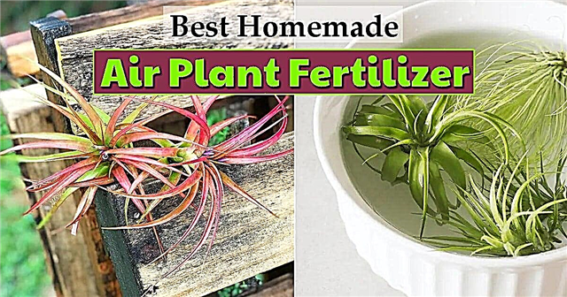 Como fertilizar uma planta de ar + O melhor fertilizante de planta de ar DIY