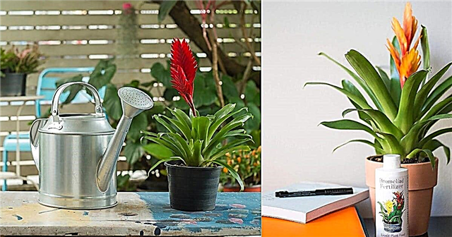 Hvordan ta vare på bromeliads Bromeliad Care & Growing Indoors
