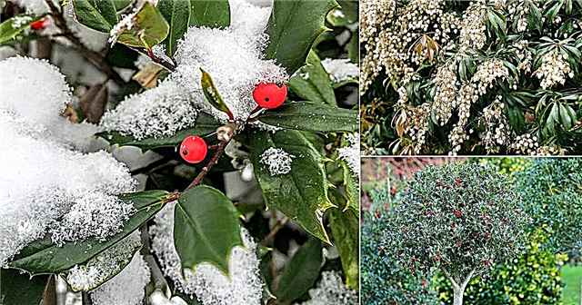 11 Pflanzen, die im Winter grün bleiben | Wintergartenpflanzen
