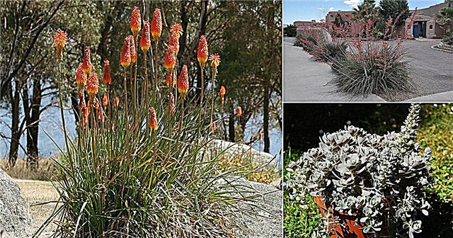 15 Cold Hardy Succulents สำหรับฤดูหนาว