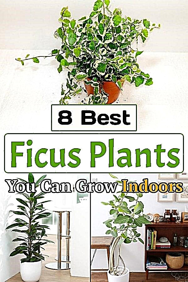 8種類の屋内イチジク植物|家に最適なイチジクの木