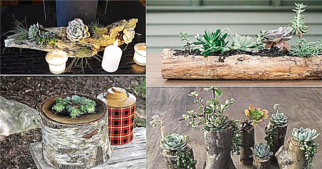 14 Idei de plantare suculentă din lemn DIY