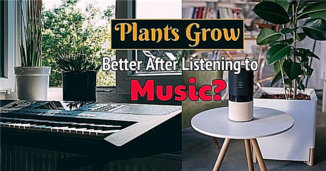 Pidä kasveista musiikkia Millaista musiikkia kasvit pitävät
