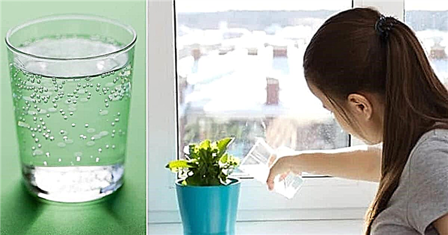 מים מוגזים לצמחים | השפעות מים מוגזים על צמיחת הצמחים
