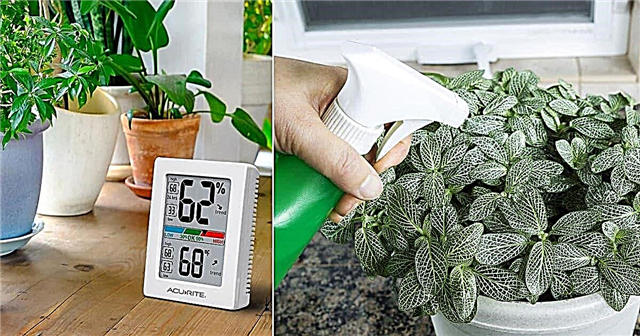 Come mantenere vive le piante d'appartamento negli inverni | Suggerimenti per la cura invernale delle piante d'appartamento