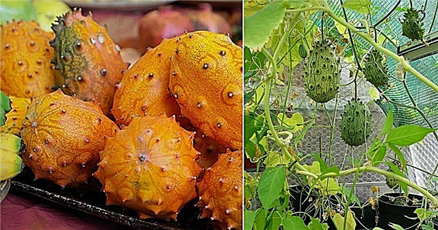 Hoe Kiwano-meloen in potten en tuin te kweken