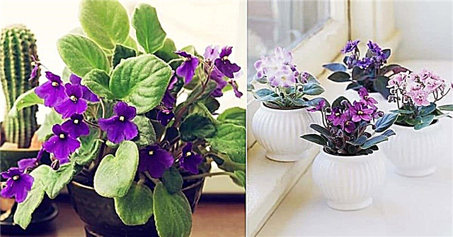 Afrikaanse viooltjes binnenshuis kweken | Afrikaanse violette plantenverzorging