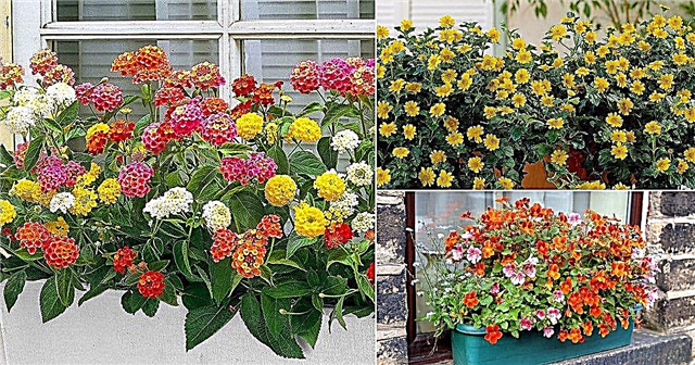 32 Atractiv flori în cascadă pentru cutii de ferestre
