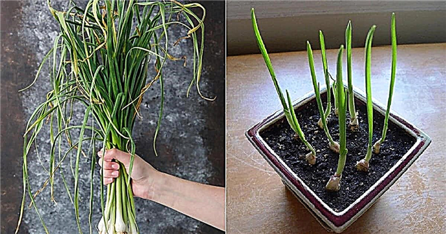 Πώς να καλλιεργήσετε χόρτα σκόρδου σε γλάστρες όλο το χρόνο