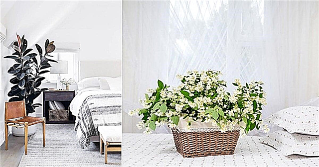 21 parimat magamistoa taime Taimed magamistoa puhastamiseks õhku