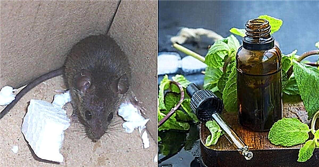 Usa olio di menta piperita per respingere i topi in casa | Olio di menta piperita per scoraggiare i topi