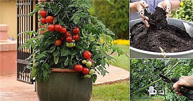 15 noslēpumi tomātu audzēšanai konteineros