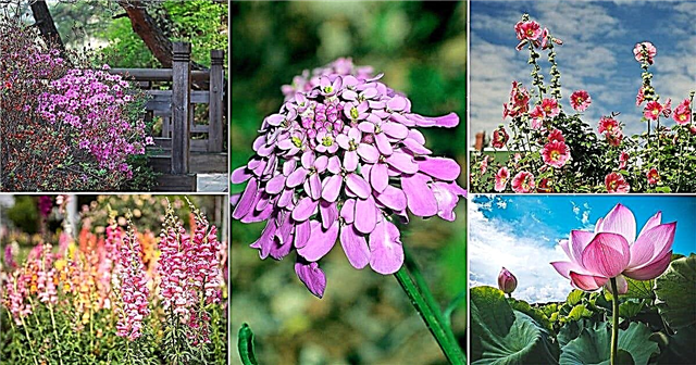 Liste over 69 typer pink blomsternavne | Bedste lyserøde blomster