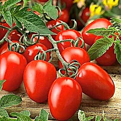 Menumbuhkan tomat Roma | Perawatan dan Cara Menumbuhkan Tomat Roma
