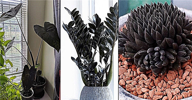13 osupljivih črnih notranjih rastlin | Najboljše črne sobne rastline