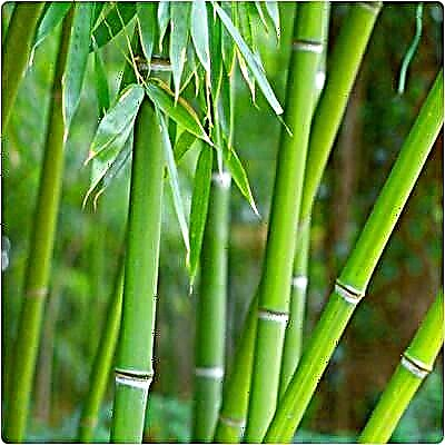 Populiariausi bambuko sodinimo patarimai Kaip pasodinti bambuką