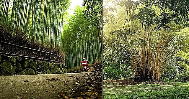 Hvordan forplante bambus Forplantning av bambusstiklinger