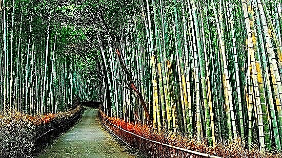 Najlepšie hnojivo pre bambus Bambusové hnojivo na rastliny