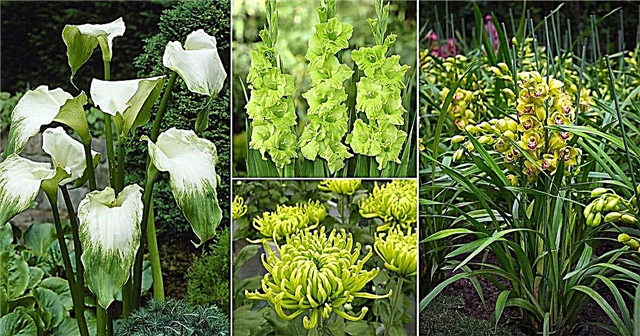 20 врста зеленог цвећа | Имена зелених цветова