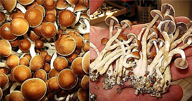 Jak pěstovat magické houby Sklizeň magických hub