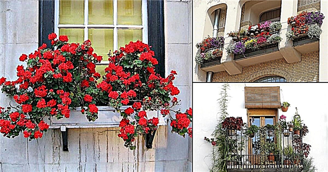 Kako izbrati najboljše rastline za balkon Vodnik za začetnike