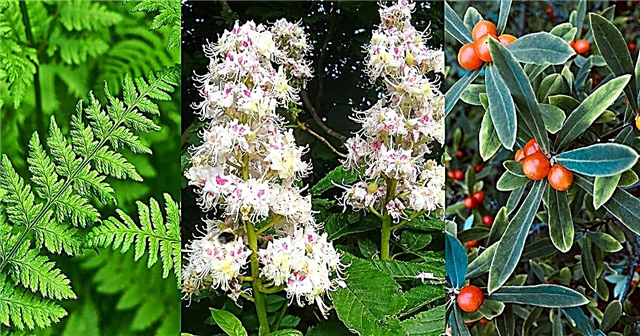 7 augi, kurus var izmantot kā ziepes Labākie ziepju augi
