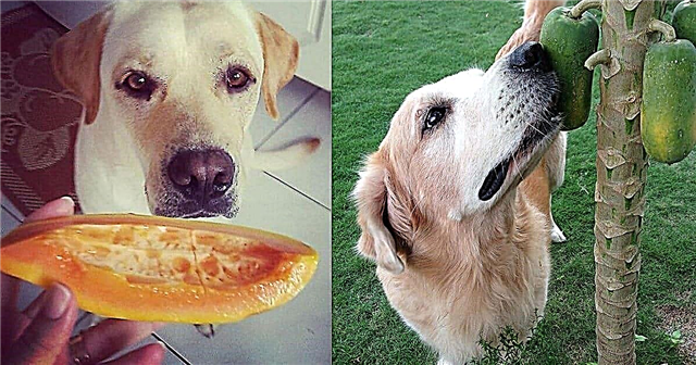 Ar šunys gali valgyti papają Ar papają galima valgyti šunims