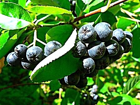 Como crescer aronia (chokeberry). Plantando e cultivando bagas de Aronia