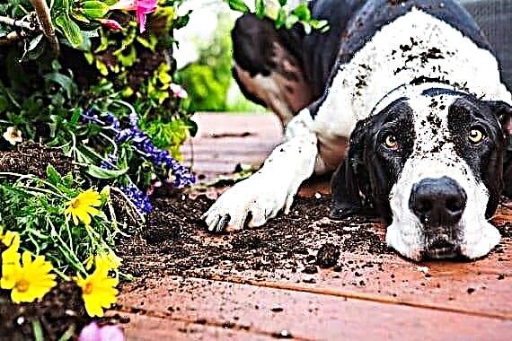 Jedovaté rastliny pre psov Rastliny toxické pre psy