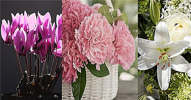 11 rodzajów kwiatów pogrzebowych