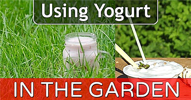 Brug af yoghurt i haven? Disse 5 mirakler vil ske!