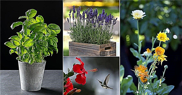 Растения с косметическим использованием | Список травяных растений, используемых в косметике