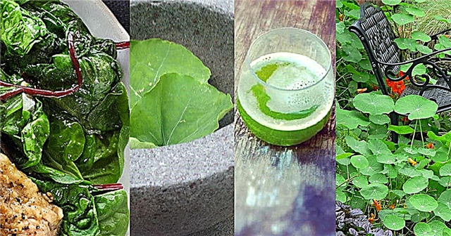 20 Nasturtium Faydaları ve Kullanımları | Bahçede Nasturtium Yetiştirme Nedenleri