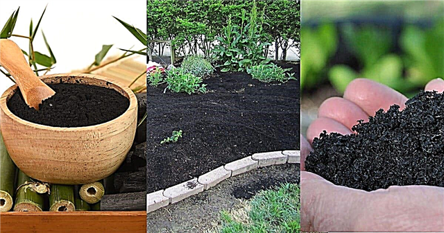 9 Công dụng của than củi trong vườn | Than củi tốt cho đất vườn