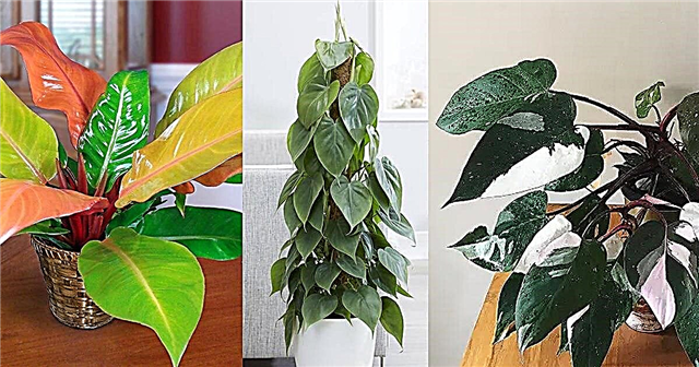 16 vrst filodendrona | Sobne sorte filodendrona za rast