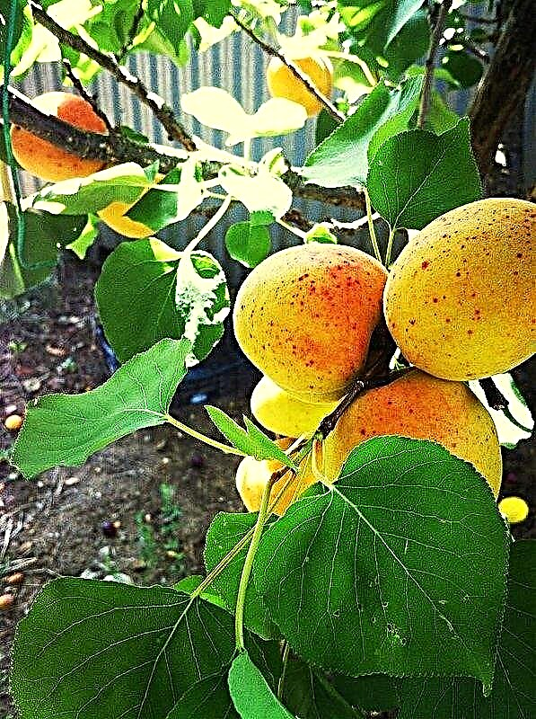 Hur man odlar aprikos från frön Växande aprikos från gropar
