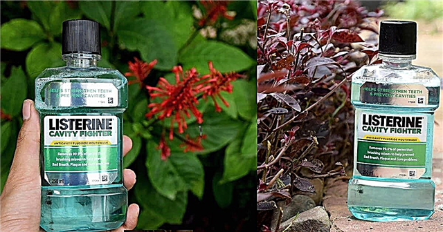 Utilizări uimitoare de listerină în grădina care funcționează | 7 Utilizări pentru apa de gură
