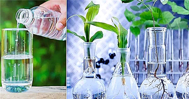 Да ли је дестилована вода добра за биљке | Заливање биљака дестилованом водом