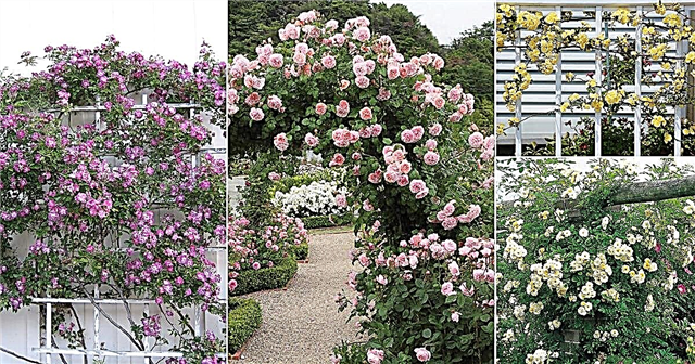 21 bästa tagglösa rosor du kan odla | Lista över tornlösa rosor