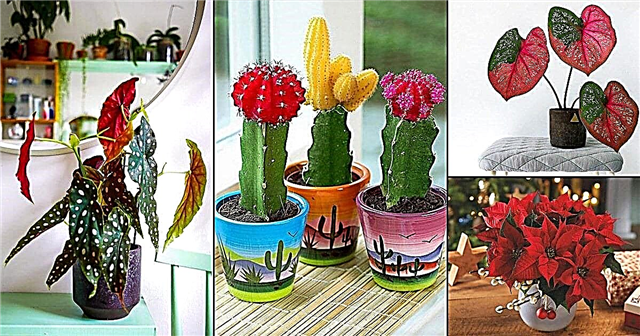 33 barevných pokojových rostlin, které budete milovat | Barevné pokojové rostliny v interiéru