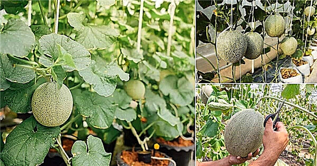 Hvordan dyrke cantaloupes vertikalt Voksende cantaloupe i containere