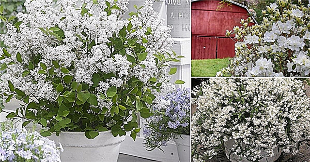 25 busker med hvite blomster | Hvite blomstrende busker