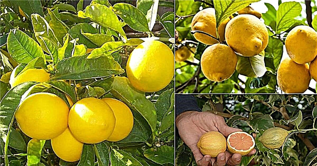 6 tipos de limón en California | Variedades de limón en California