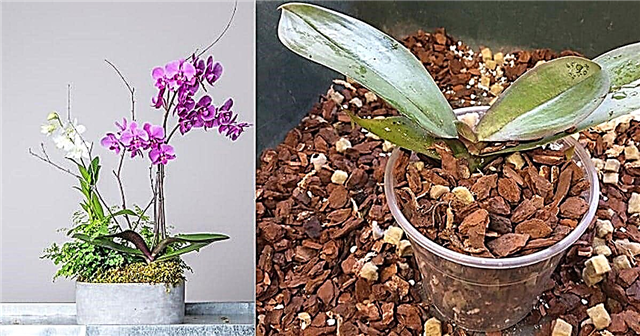 4 DIY Orchid Potting Mix Opskrifter
