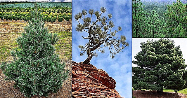 7 Pelbagai Jenis Pokok Pinus di Texas | Pokok Pinus Berasal dari Texas