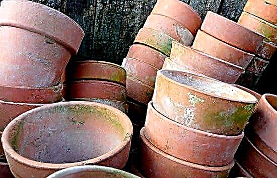6 начина да су глинене посуде за биљке најбоље | Употреба и погодности глиненог лонца