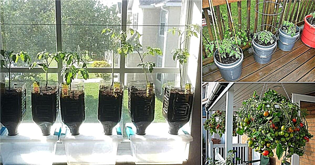 14 فكرة فريدة من نوعها لتزيين حدائق الطماطم