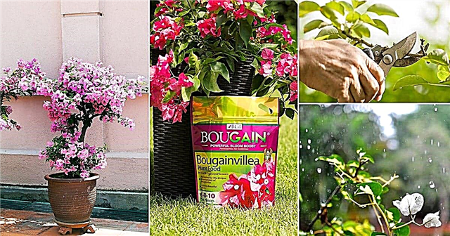 8 dicas secretas de cuidados com buganvílias | Como cuidar da planta buganvília
