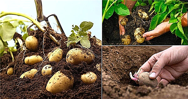 גידול תפוחי אדמה בתוך הבית תפוחי האדמה הטובים ביותר לגידול בעציץ